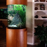 acuario casa 11 200x200 Un Acuario en Casa, Ideas para Decorar