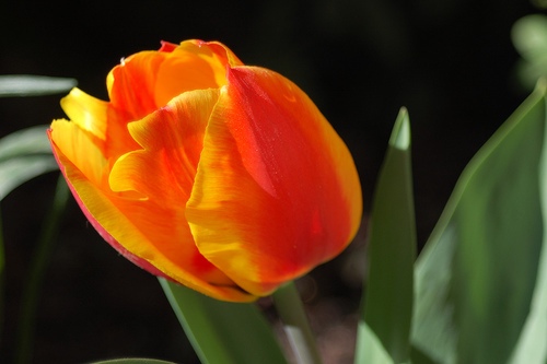 flores-tulipan