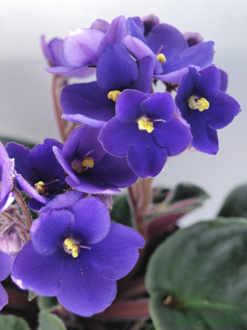 Flores - Violeta Africana - Decoracion.IN